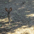 The cottontail rabbit hears me and looks over my way before darting away