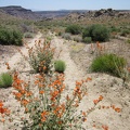 Desert mallows bloom in the middle of Gold Valley Road near its summit