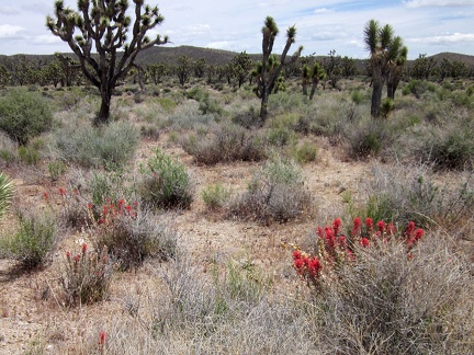 I spot a few Indian paintbrush flowers near the road on the northeast side of Wee Thump Wilderness