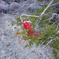 Ah ha! A special desert flower that's occasionally found even in the most remote Mojave Desert locales: an old balloon