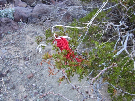 Ah ha! A special desert flower that's occasionally found even in the most remote Mojave Desert locales: an old balloon