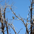 A yellow-chested bird watches me begin the hike up the steep hill above Bluejay Mine