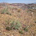 A few Desert trumpets (Eriogonum inflatum) grow on this part of the Providence Mountains ridge overlooking Beecher Canyon
