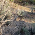 A rabbit darts across Wild Horse Canyon Road and then stands still near the brush
