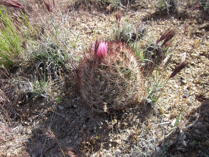 4652-cactus.jpg