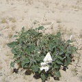 A number of datura plants grow on the shoulder of Ivanpah Road