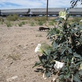 A datura blooms at Nipton campground while a long freight train squeals by