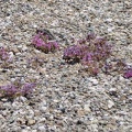 I notice some tiny purple flowers growing in the gravel on the shoulder of Nevada 164
