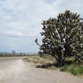 After crossing Crescent Pass on Nevada 164, I'm coasting downhill when I see this huge joshua tree by the highway