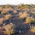 The pale buckwheat flowers look pinker in the blush of sunset near Malpais Spring, Mojave National Preserve