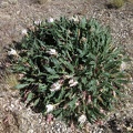 A desert primrose is blooming here along Highway 164