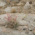 Desert dudleya growing in rock on the way down toward Beecher Canyon, Mojave National Preserve
