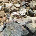 I've seen a lot of lizards scurrying around today, and finally I manage to photograph one!