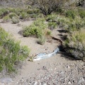 I notice what looks like an old metal cistern buried in the sands of Willow Wash