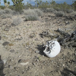 2014—Human skull, Mojave National Preserve