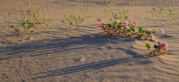 Desert abronia