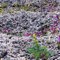 Desert poppies, Bigelow's monkeyflowers and gravel
