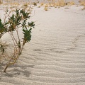 Avian desert-hiker tracks