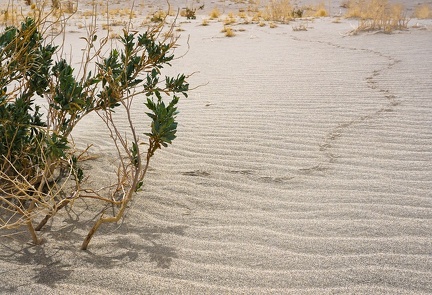 Avian desert-hiker tracks