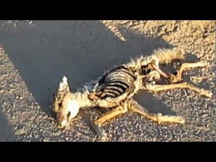 Dead coyote on Cedar Canyon Road, Mojave National Preserve
