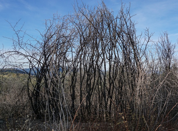 Burned brush, Henry Coe State Park