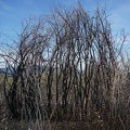 Burned brush, Henry Coe State Park