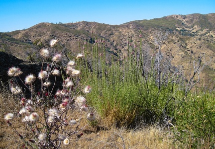 Thistle and snapdragon, Mount Stakes Trail, Henry Coe Park, July 2010