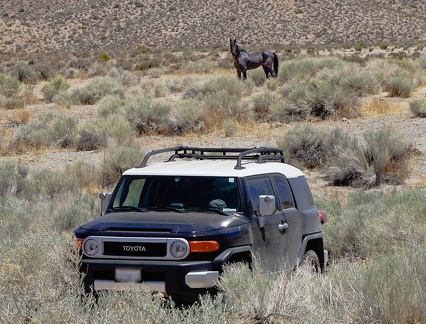 That wild horse stood there watching me for over an hour while I explored the area