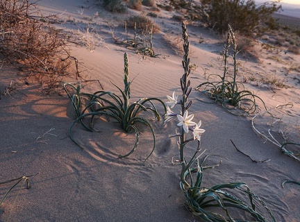 Desert lilies catch the final light of day