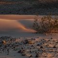 Creosote bush and dune.