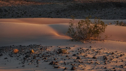 Creosote bush and dune.