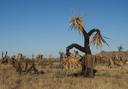 Scarecrow Joshua tree, Mojave National Preserve, York Fire zone.