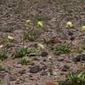 Desert dandelions blow in the wind