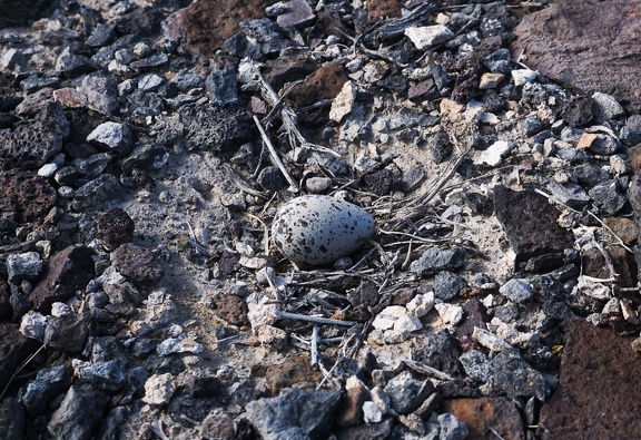Killdeer egg laid on the ground in a meager "nest"